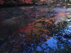神戸市立森林植物園　池面の紅葉
