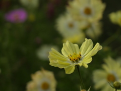 あわじ花さじき　コスモス