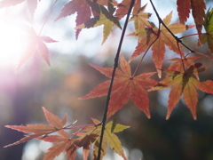 京都　下鴨神社　糺の森　紅葉