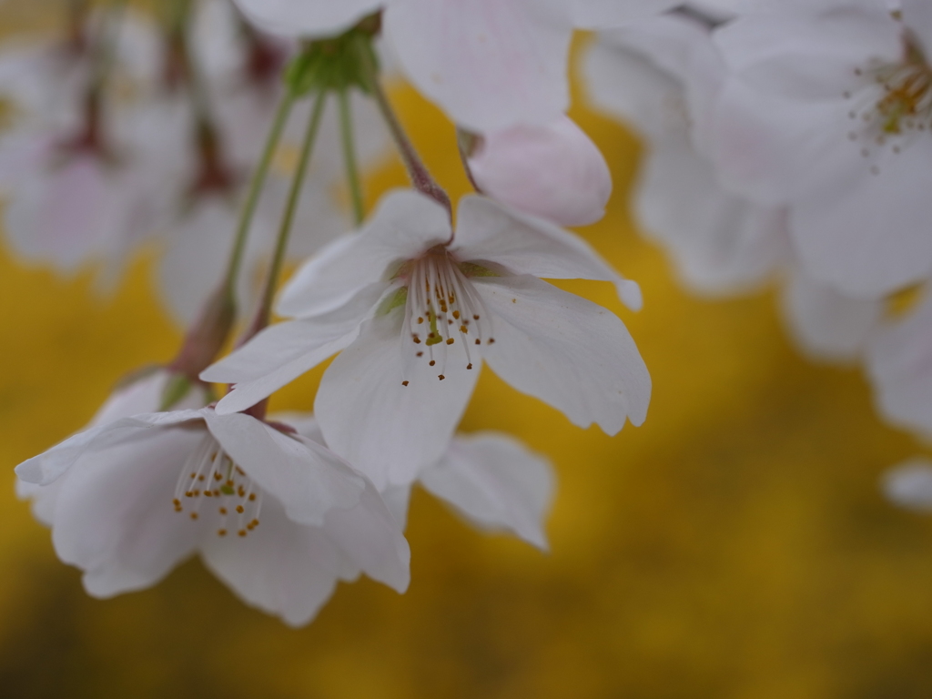 京都府立植物園　桜