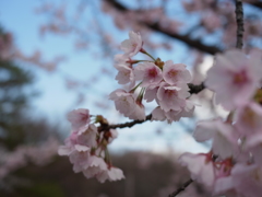 長居植物園　桜