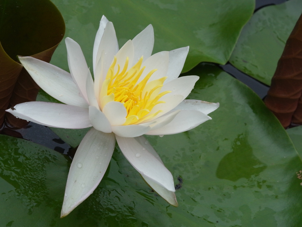 神戸市立森林植物園　ハス