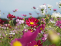 あわじ花さじき　コスモス