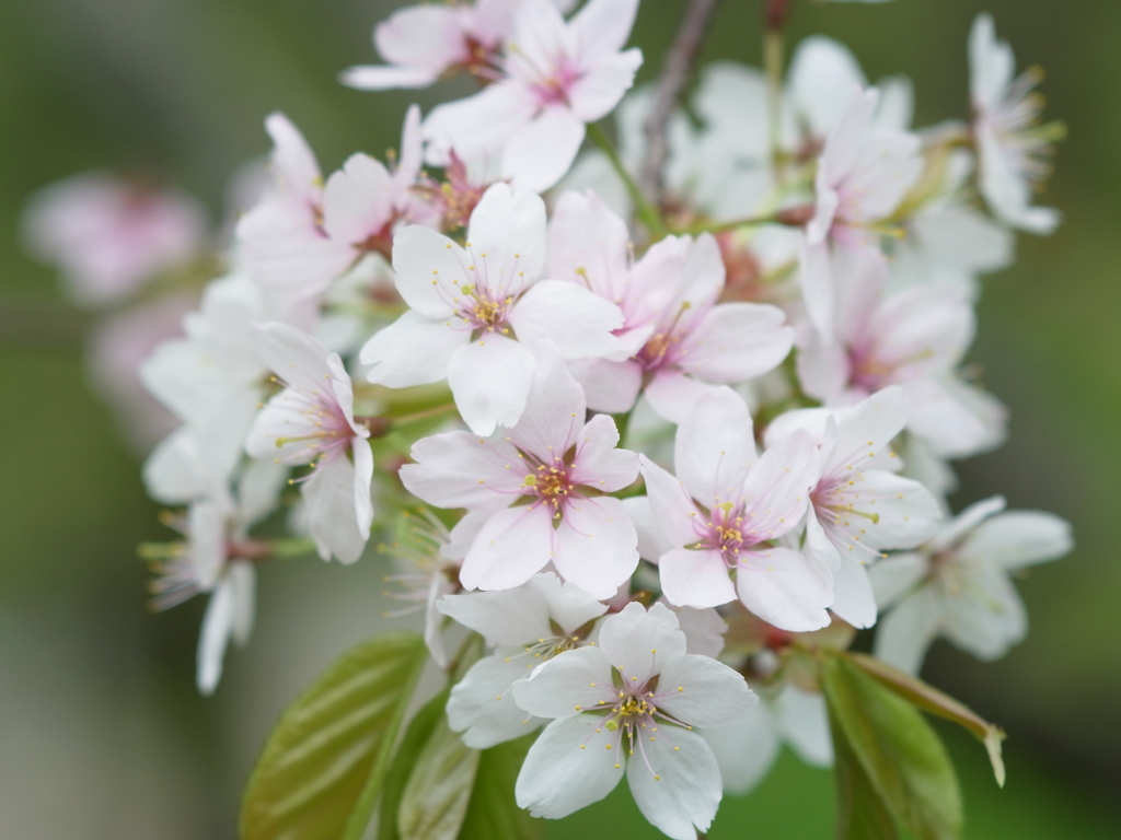 吉野　桜