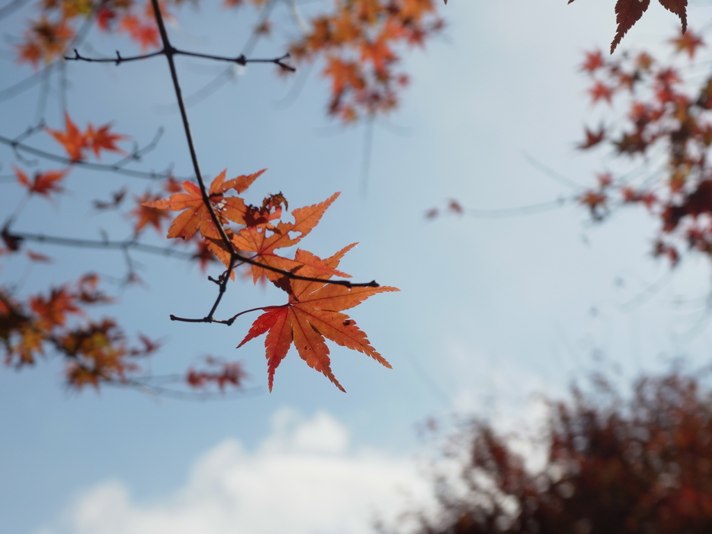 神戸市立森林植物園　紅葉