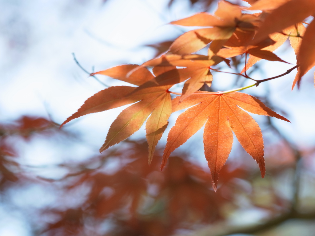 神戸市立森林植物園　紅葉