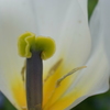 馬見丘陵公園　チューリップ