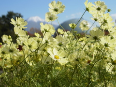 とっとり花回廊　コスモス