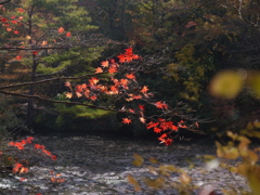 神戸市立森林植物園　紅葉
