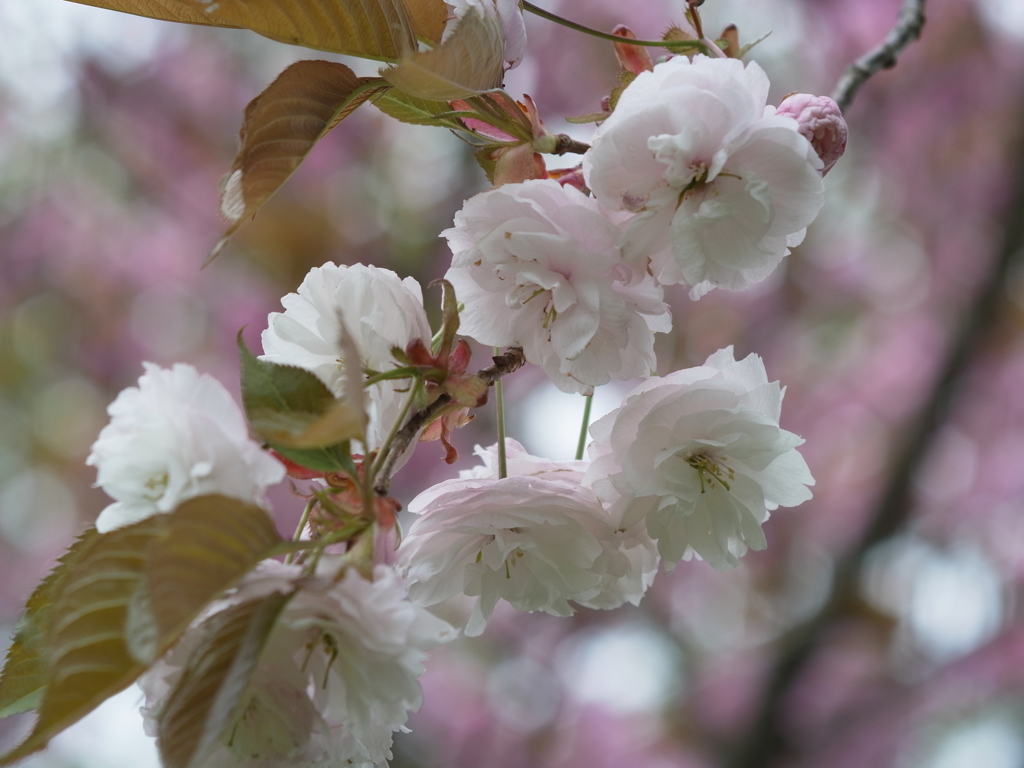 吉野　桜