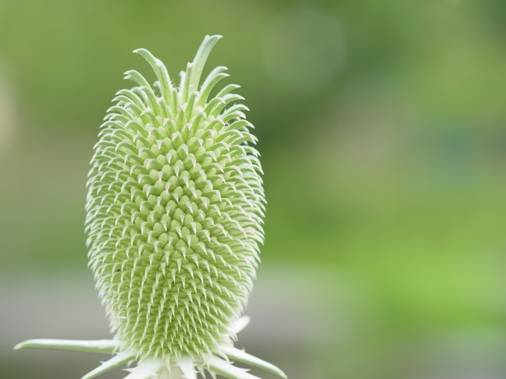 長居植物園