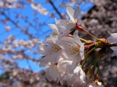 京都インクライン　桜