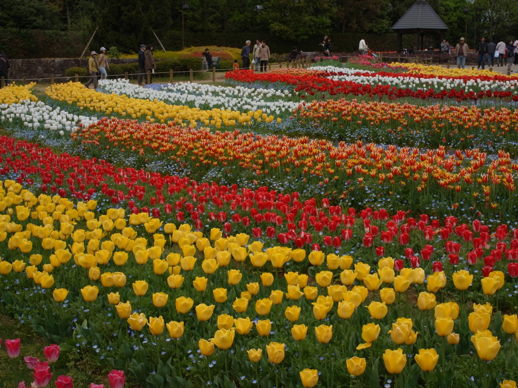 馬見丘陵公園　チューリップ