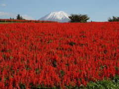 とっとり花回廊　