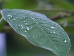 神戸市立森林植物園　葉っぱの水滴
