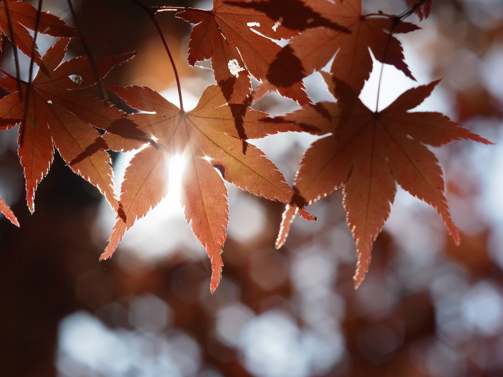 神戸市立森林植物園　紅葉