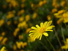 馬見丘陵公園