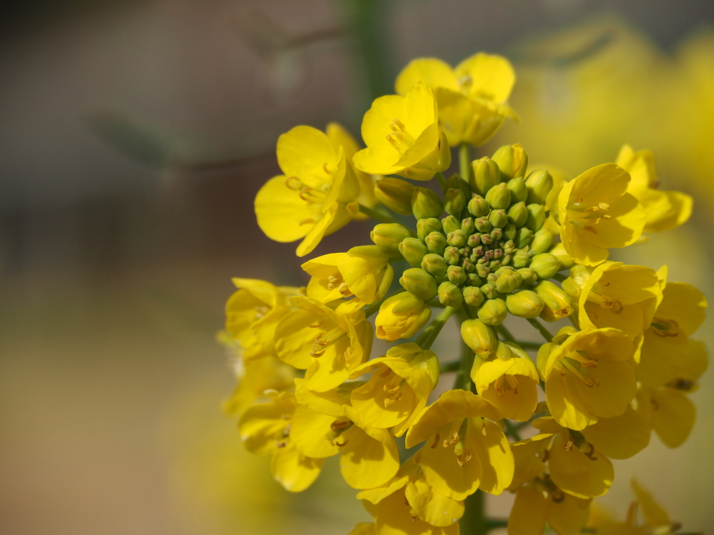 長居植物園　菜の花