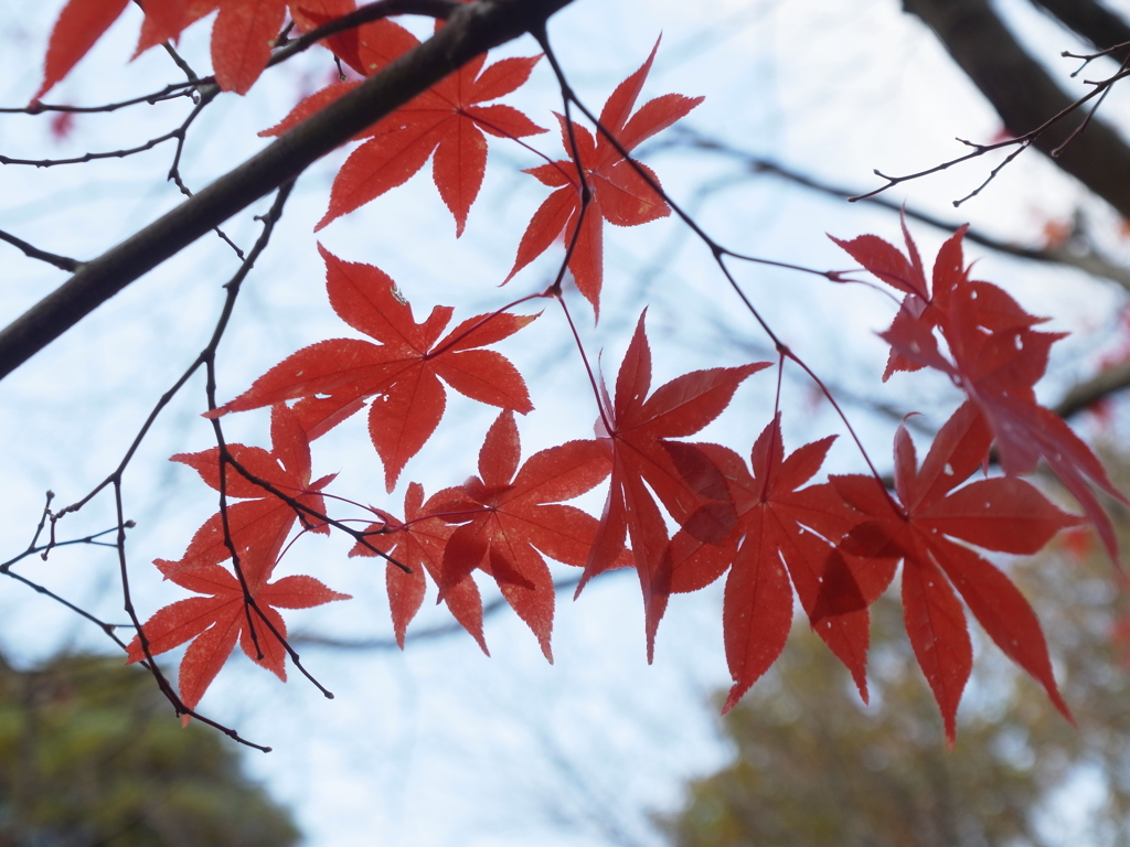 神戸市立森林植物園　紅葉