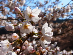 京都インクライン　桜