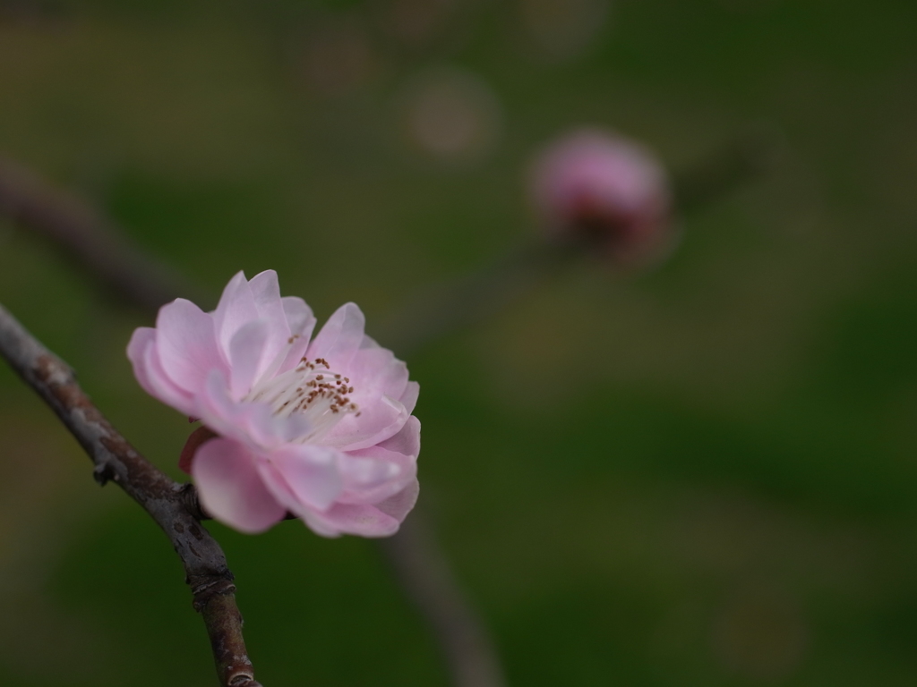 長居植物園　梅