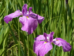 長居植物園　菖蒲