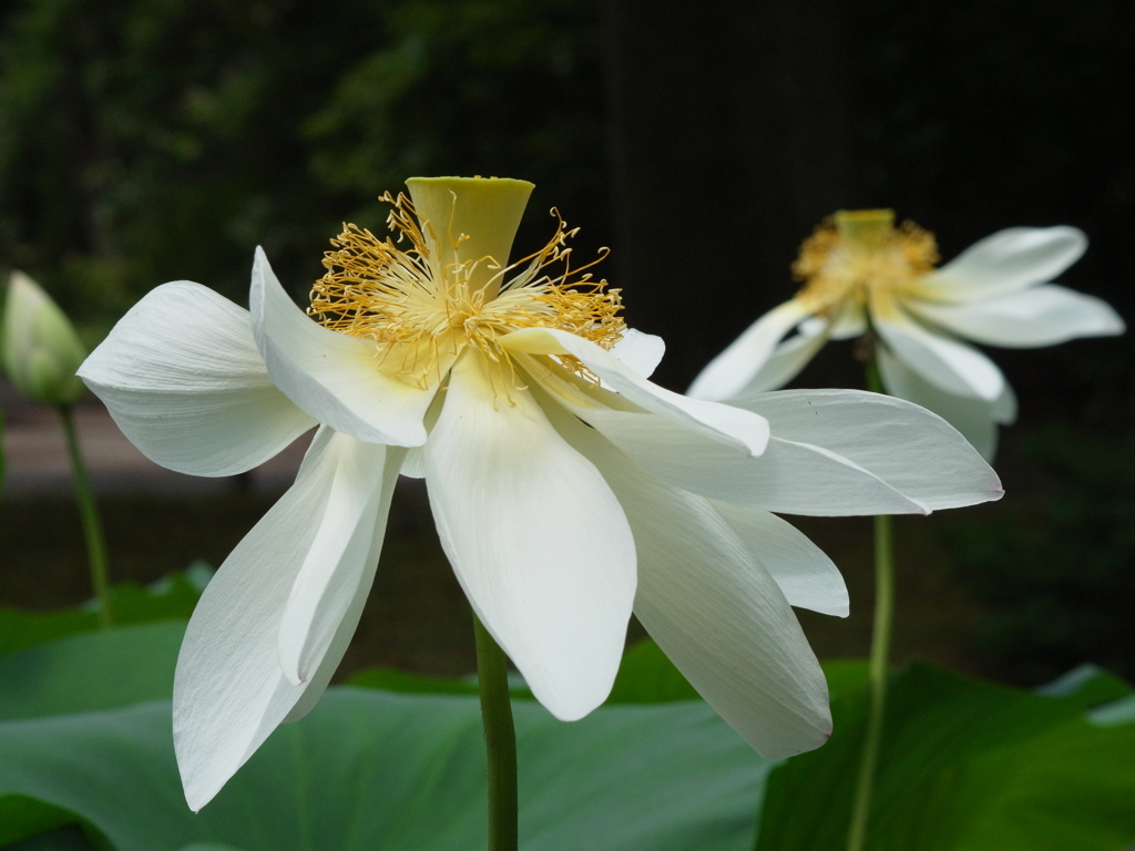 京都府立植物園　ハス