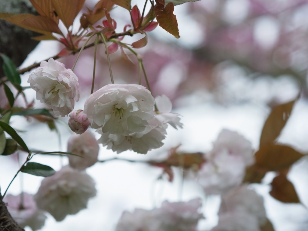 吉野　桜