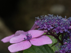 神戸市立森林植物園　紫陽花