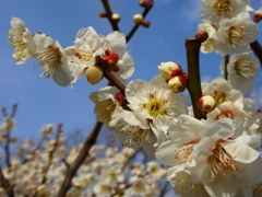 日本庭園　梅