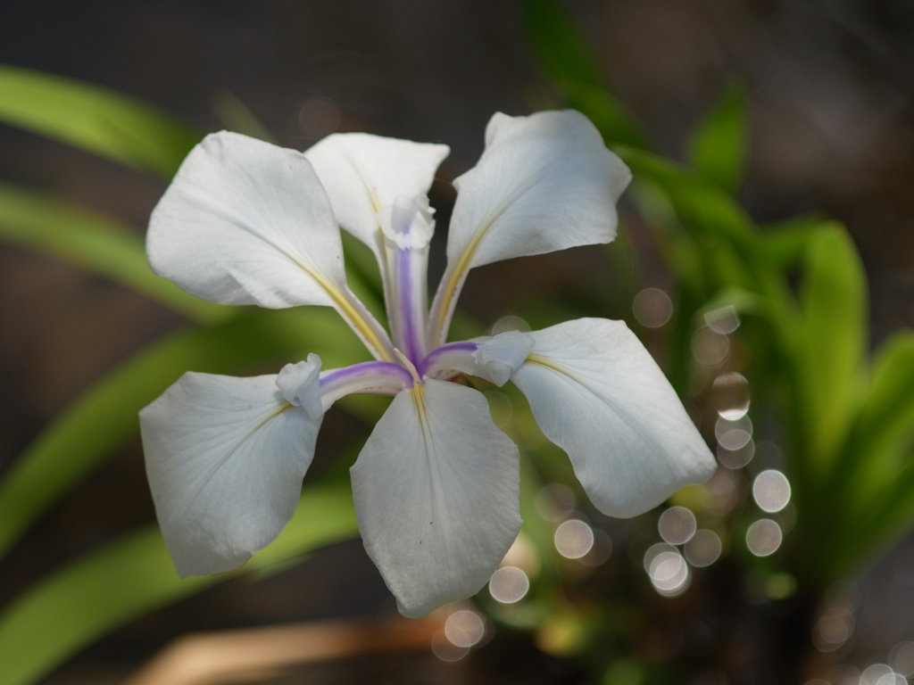 京都府立植物園　菖蒲