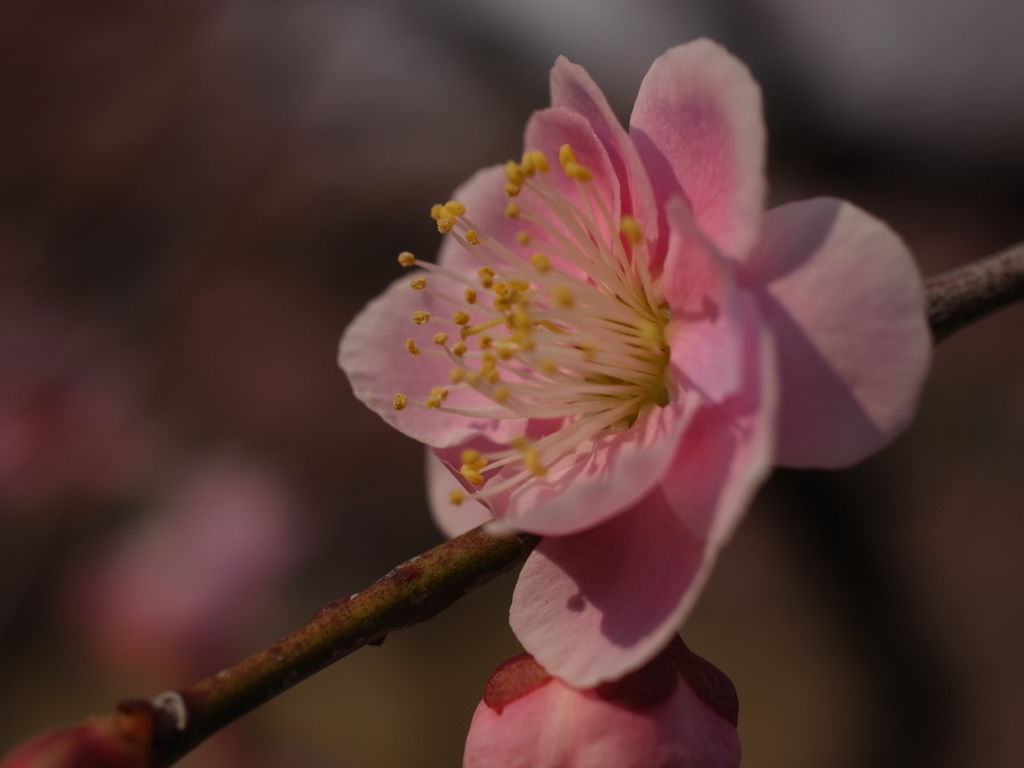 荒山公園　梅