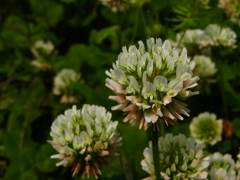 梅小路公園　しろつめ草