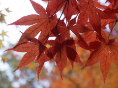 神戸市立森林植物園　紅葉
