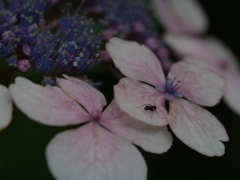 長居植物園　紫陽花