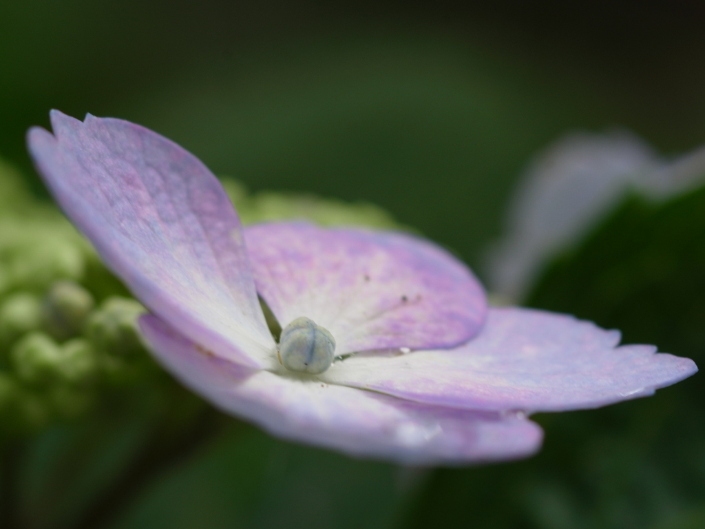 長居植物園　紫陽花