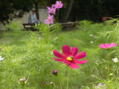 長居植物園　コスモス