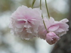 吉野　桜