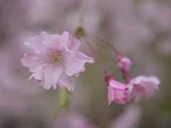 須磨離宮公園　桜