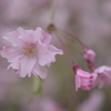 須磨離宮公園　桜
