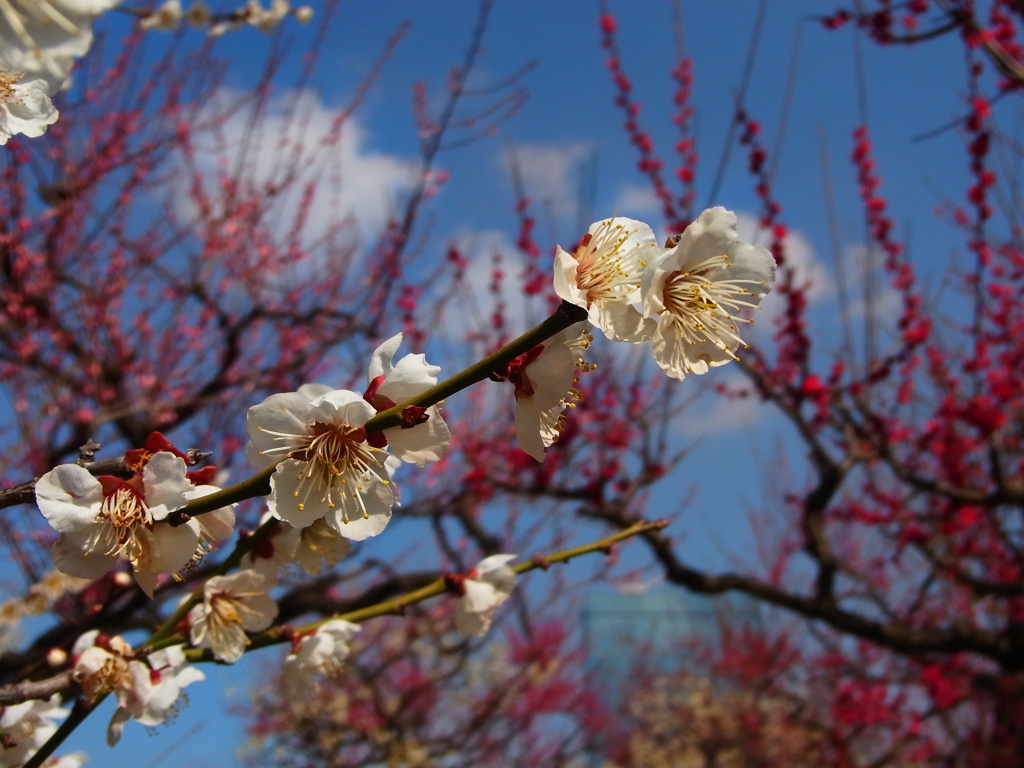 大阪城公園　梅