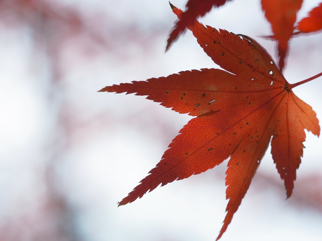 京都府立植物園　紅葉