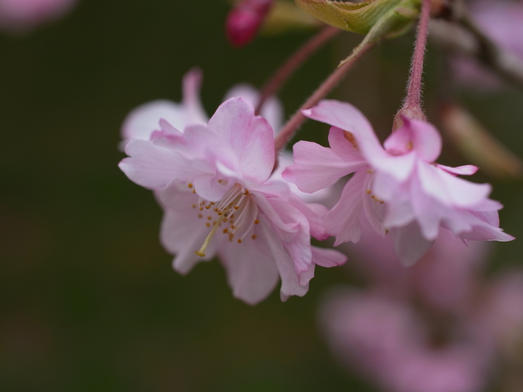 神戸森林植物園　桜