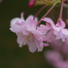 神戸森林植物園　桜