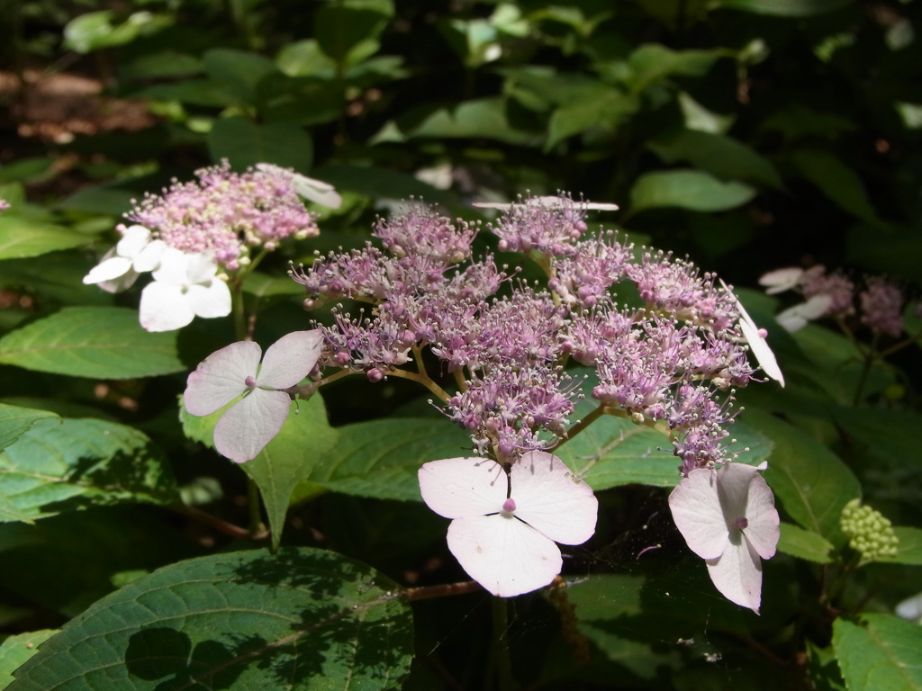 長居植物園　紫陽花