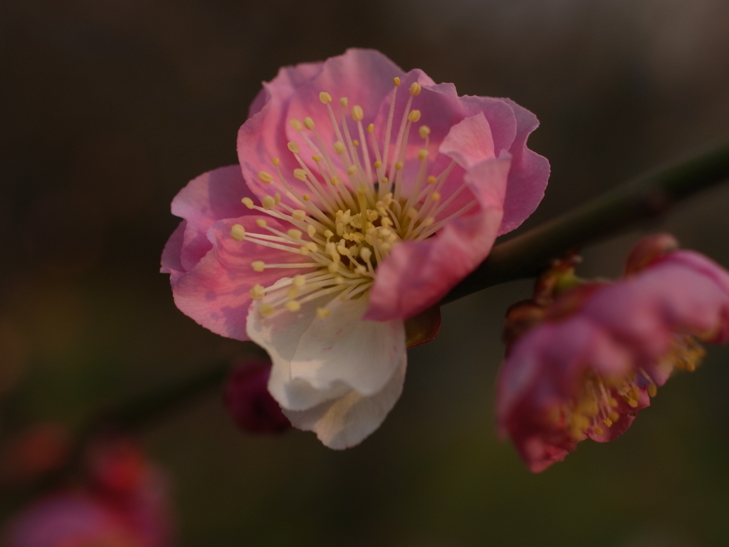 須磨離宮公園　梅