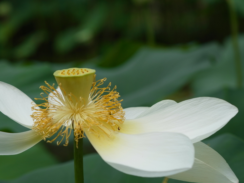 京都府立植物園　ハス