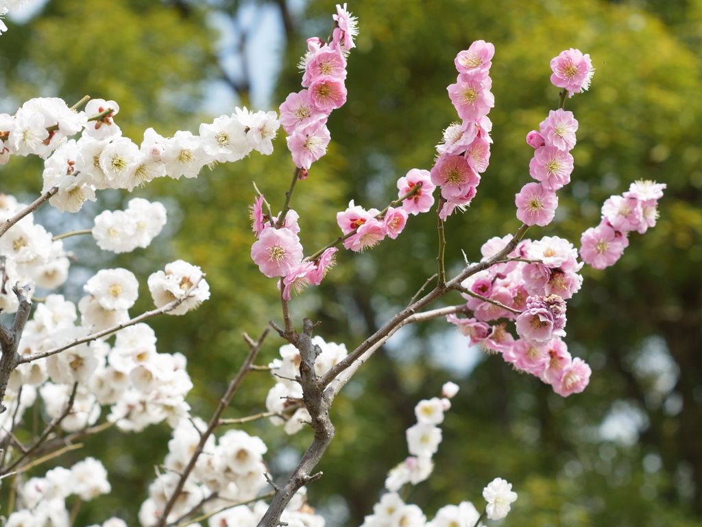 長居植物園　梅
