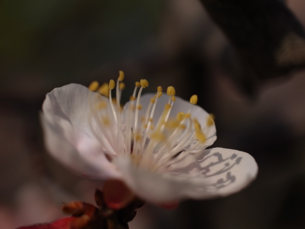 荒山公園　梅