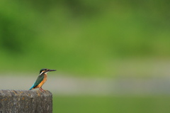 カワセミ
